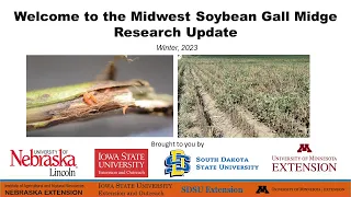 Soybean Gall Midge 2023 Update