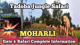 Moharli Gate & Safari Complete Information | Road Trip Navegaon Gate To Moharli Gate | Ep- 10