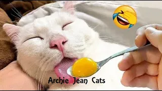 New Funny Videos 2024 😍 Cutest Cats and Dogs chapter 31 🐱#cat #catlover  #india #cute #funny #cats