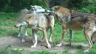 Ritualized dominance behavior, omega wolf, Dominanzverhalten (zoo Tiergarten Worms)