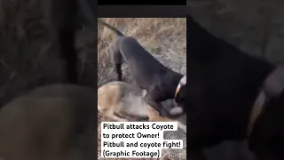 Pitbull attacks Coyote to protect Owner! Pitbull and coyote fight! (Graphic Footage) #pitbull #life