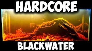 HARDCORE Blackwater Aquarium Setup - TOP 5 Botanicals for Blackwater Aquascape