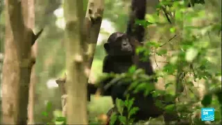 Guinée : le défi de la cohabitation entre des chimpanzés agressifs et la population locale