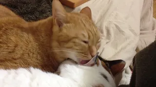 ASMR Cat licking other cat’s ear (LOOPED)