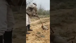 МУЖЧИНА СПАС РЫСЬ, КОТОРАЯ ПОПАЛА В КАПКАН / saving a lynx in the wild