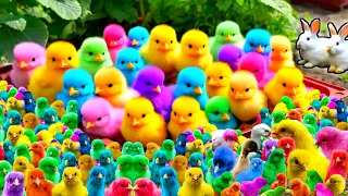 Colorful Chickens, World Cute Chickens, Rainbows Chickens, Cute Ducks, Cat, Rabbit, Cute Animals