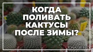 Когда поливать кактусы после зимы? | toNature.Info