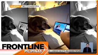 Certified Bloom o BINI fan na aso, kinagigiliwan online | Frontline Pilipinas