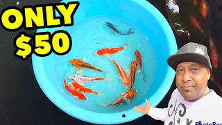 CHEAP IMPORTED JAPANESE KOI FISH!