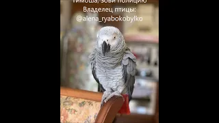 Попугай Тимоша зовёт полицию