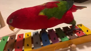 Red birb🍅Playing Glockenspiel