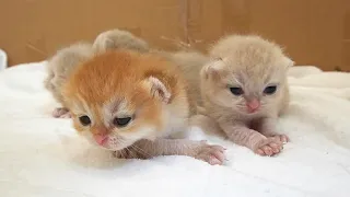 Baby kittens went for a walk || 12th days after birth