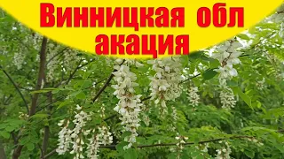 Цветет акация. Выбор места под пасеку. Осмотр места для размещения пасеки в лесу на кочёвке