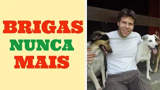 5 PASSOS para EVITAR BRIGAS entre cães!