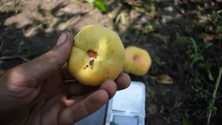 Персик инжирный Бельмондо - Агро Сад 2021, отзывы, саженцы персика инжирного