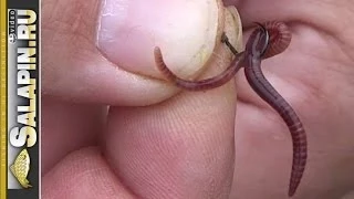 How to hook worms, maggots, bloodworms [salapinru]