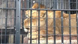 2013/03/31 野毛山動物園 アフリカライオンのフクとシンク