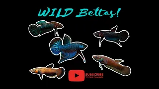 WILD bettas, different types of wild bettas and why they are the coolest pet fish!