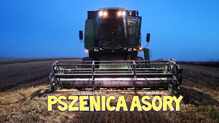 #345 Pszenica Asory - plon podałem na końcu 🙂