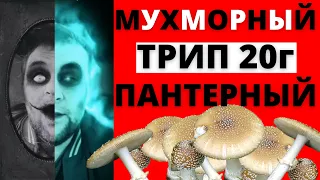 Мухоморный трип что вас ждёт| Мухоморный трип пантерный мой опыт