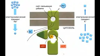 Транспортеры и активный мембранный транспорт