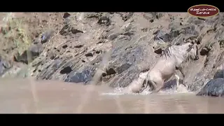 The Wildebeest cross the Mara River 2023 | Witness the Great Migration in Action!"