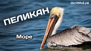 Пеликан. Энциклопедия для детей про животных. Море
