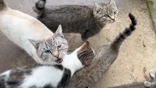 Hungry Cats Meowing