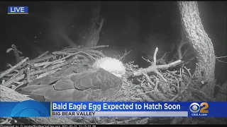 Bald Eagle Eggs Hatch In Big Bear Lake