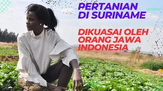 Ternyata Orang Jawa Indonesia di Suriname Terapkan Sistem Pertanian ala Indonesia di Negara Mereka