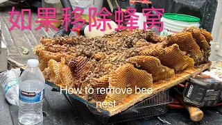 蜜蜂在房顶做窝怎么办 高价请专业人员处理 How to Remove Honeybee Nest