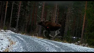 SHOTKAM Highlights 2023  Moose,Hare and bird Hunting in Finland