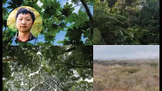 Tropical Forest Resilience under Global Change