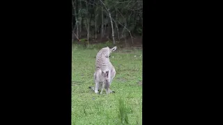 Sweet Videos Show Kangaroos Bonding With Their Joeys