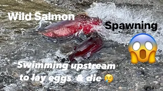 Wild Salmon swimming upstream to lay eggs #spawning #salmon #lifecycle