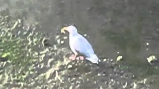 Seagull Eats a Crab / Salt Spring Island