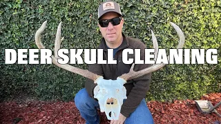 HOW TO CLEAN A DEER SKULL & THE NASAL BONE CONVERSATION