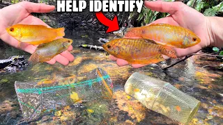 HELP IDENTIFY! GOLDEN FISH CAUGHT in TINY CREEK TRAP!