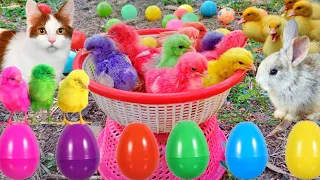 Catch Cute Chickens, Colorful Chickens, Rainbow Chicken, Rabbits, Cute Cats,Ducks,Animals Cute #65