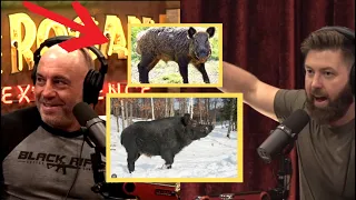 Joe Rogan: 11 Feral Pigs Turned into 6 MILLION WILD BOARS | JRE Podcast ｜ Forrest Galante