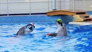 Коктебель дельфинарий Крым, Koktebel Crimea Dolphinarium