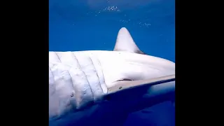 Акула-мако с вырванной челюстью рыболовными сетями