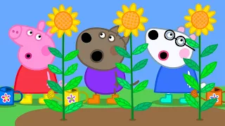 The Very Tall Sunflowers 🌻 | Peppa Pig Official Full Episodes