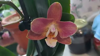 Орхидея Горизонт ЗАЦВЕЛА!🌺🌺🌺