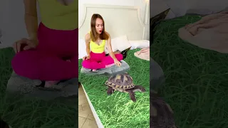Videos bed with turtle Be Like #shorts TikTok by Anna Kova