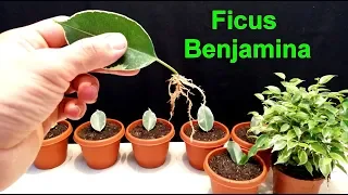 How to grow Ficus Benjamina from single leaf very easy