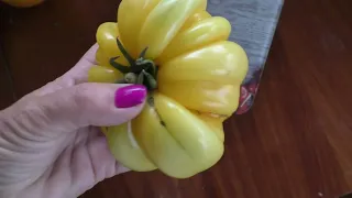 Обзор томатных теплиц. Август