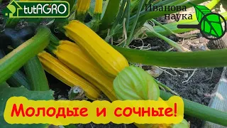 ЕЩЁ НЕ ПОЗДНО! 20 овощей для посева в июле на большой урожай.