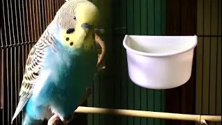 Talking budgie - happy morning chatter and sounds