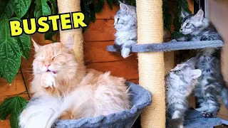 All Kittens Want to Cuddle With Big Maine Coon Cat Buster!